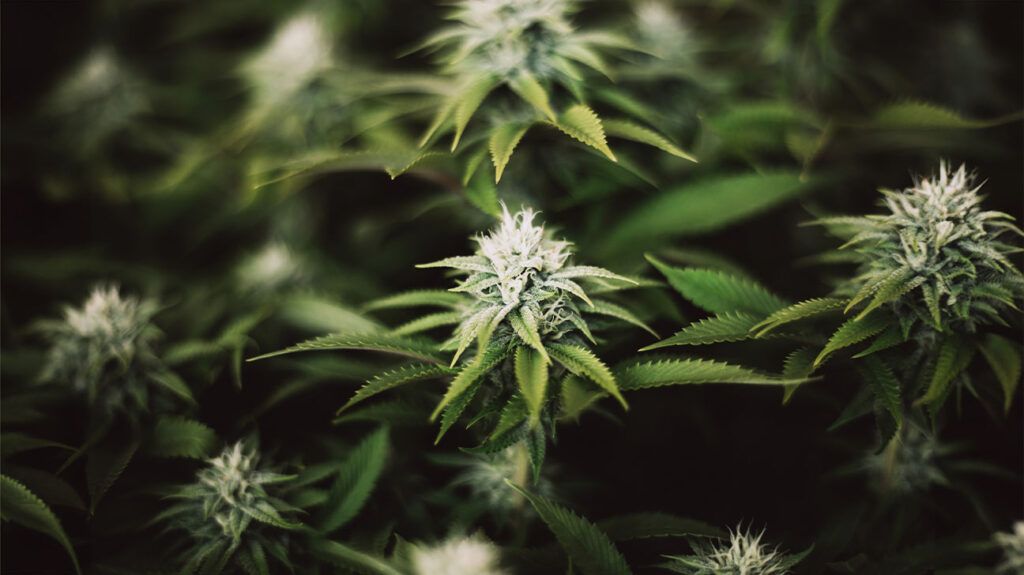 Closeup image of marijuana plant