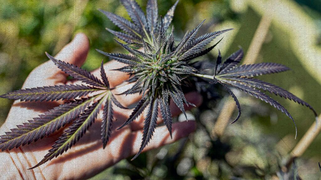 A person holding a flower bud of medicinal cannabis-2.