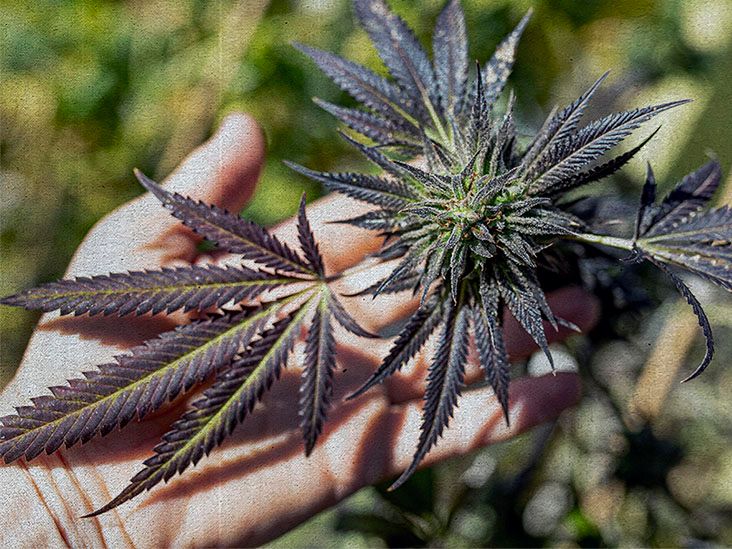 can you smoke weed out of a vape Recreational Cannabis in New Jersey main image 1
