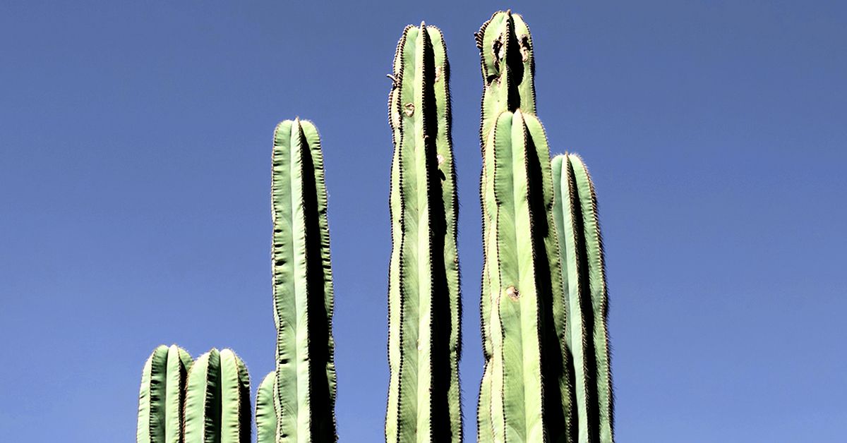 Types of penises: Shape, size, circumcision, and more