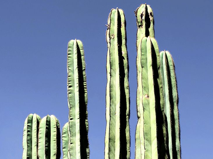 Жириновский секс туралы видео