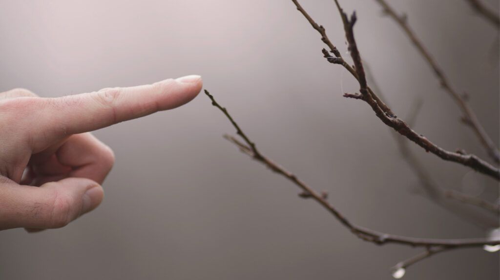 Close up of a person touching a prickly branch with their fingertip