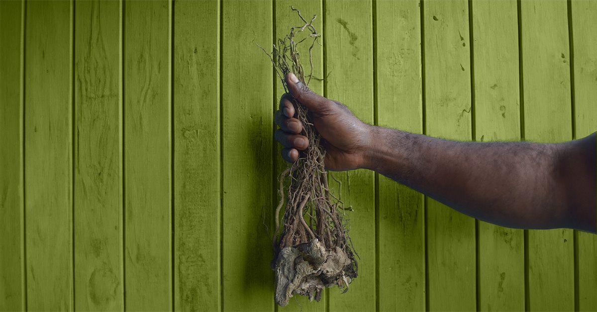 Kava Kava: Uses, Benefits, Risks, Dosage, And Interactions