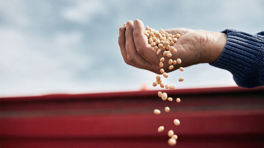 A person harvesting soybeans-2.