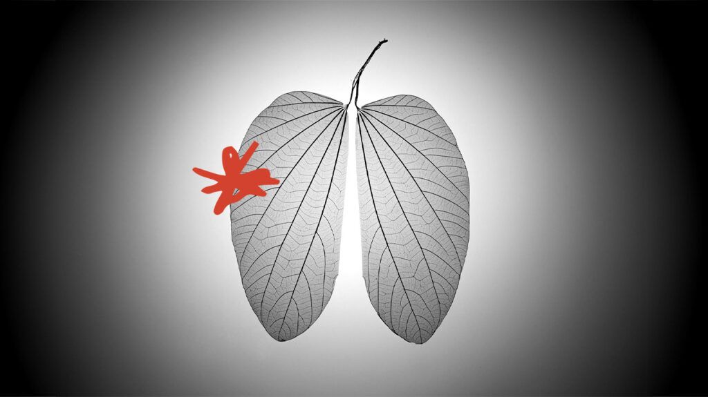 Two leaves that look like lungs