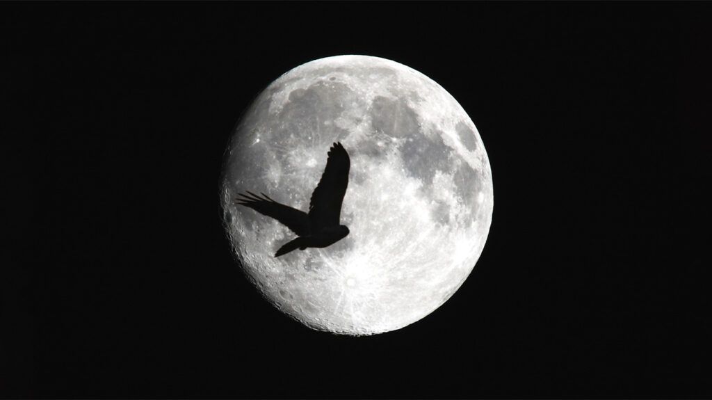 Black and white image of hawk flying across a full moon