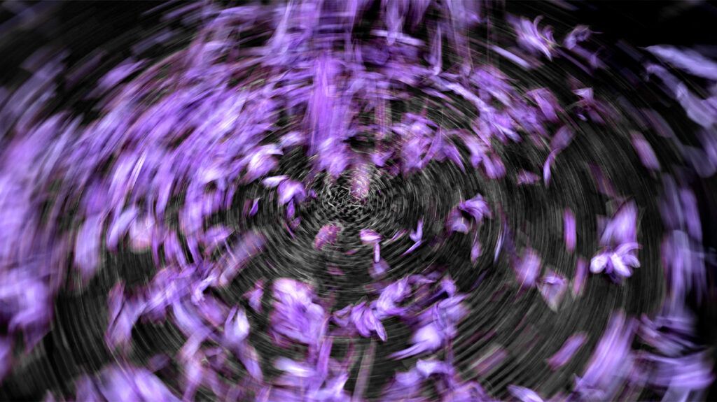 Spinning view of purple saffron crocus flowers 1