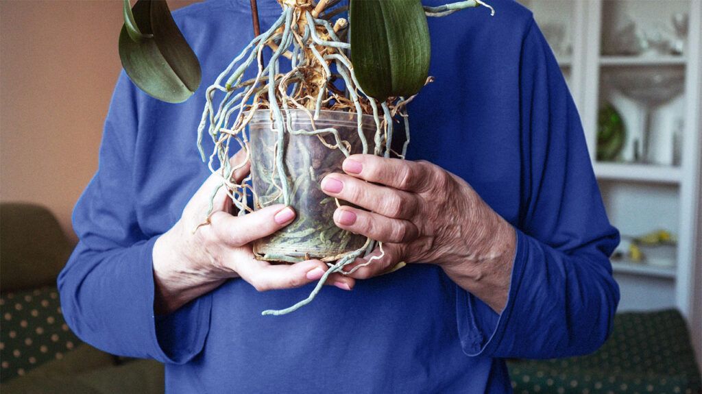 aged hands holding transparent orchid pot