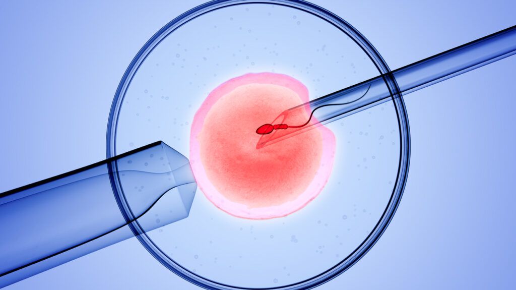 in vitro fertilisation of an ovule