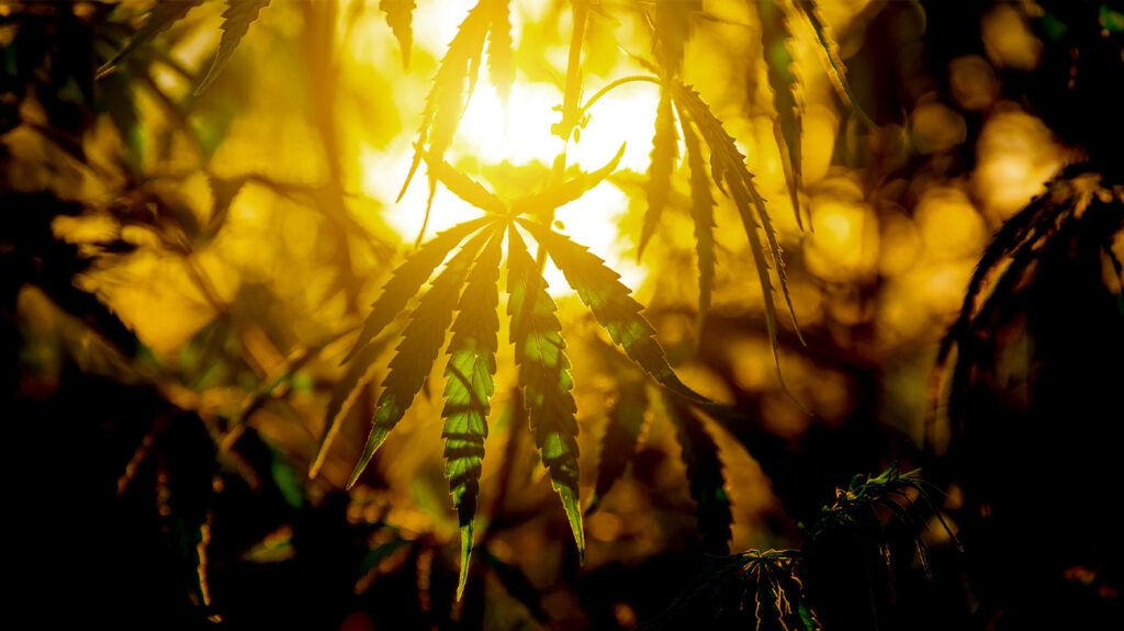 A cannabis leaf in sunlight