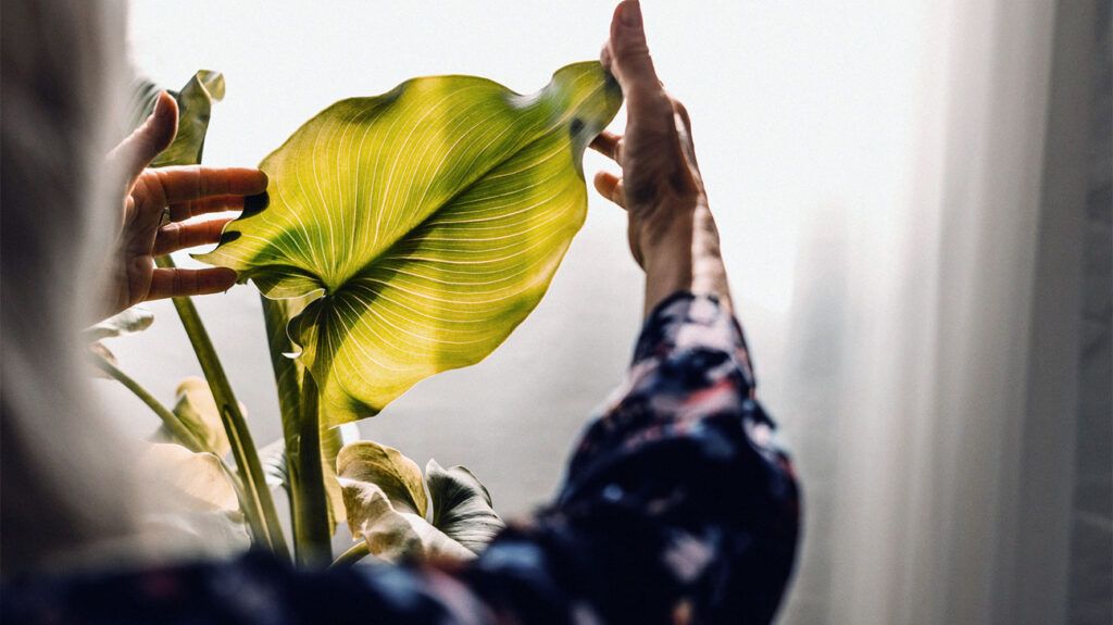 An adult holding the leaf of a plant as the sun shines on it