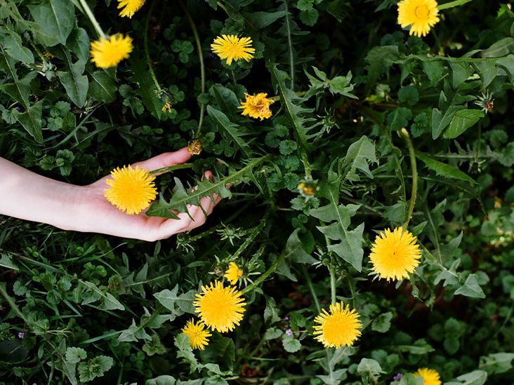 Dandelion juice benefits hotsell