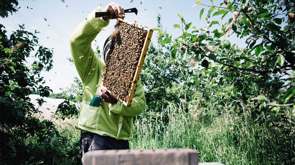 A beekeeper outside holding a rack of honeycomb swarming with bees.