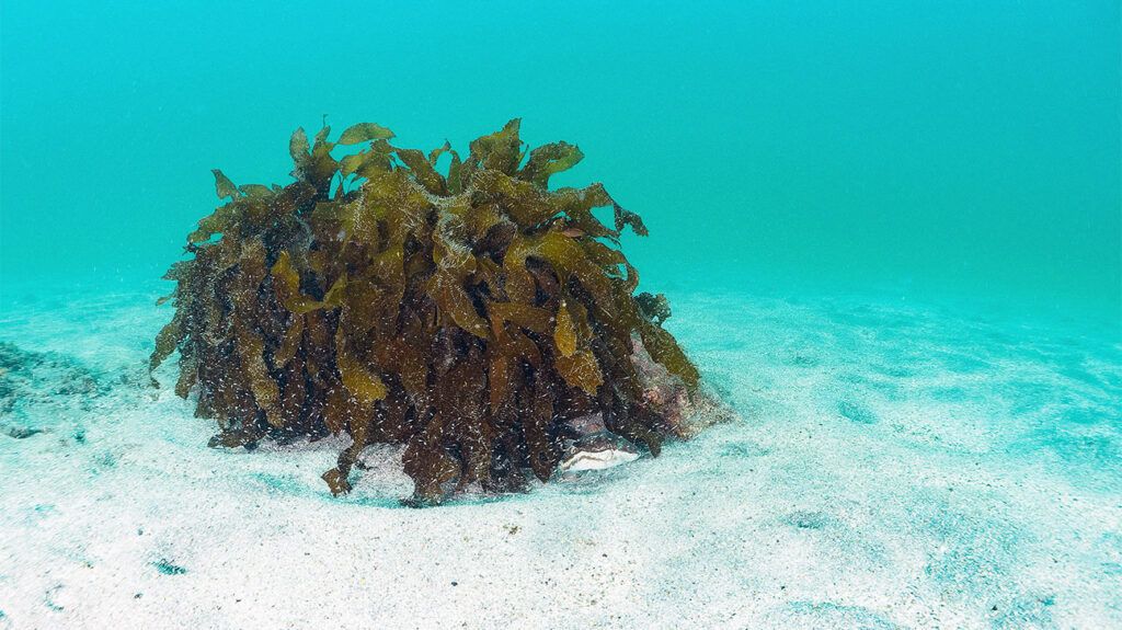 A cluster of Kajime (Ecklonia cava) seaweed on a seabed.