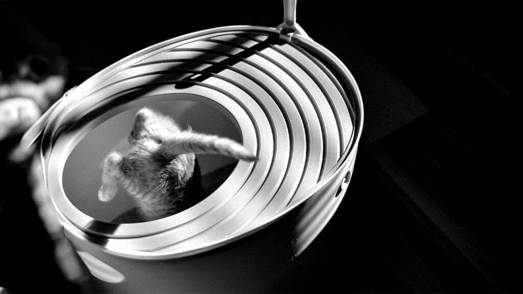 black and white photo of the back of a kitten jumping into a litter tray