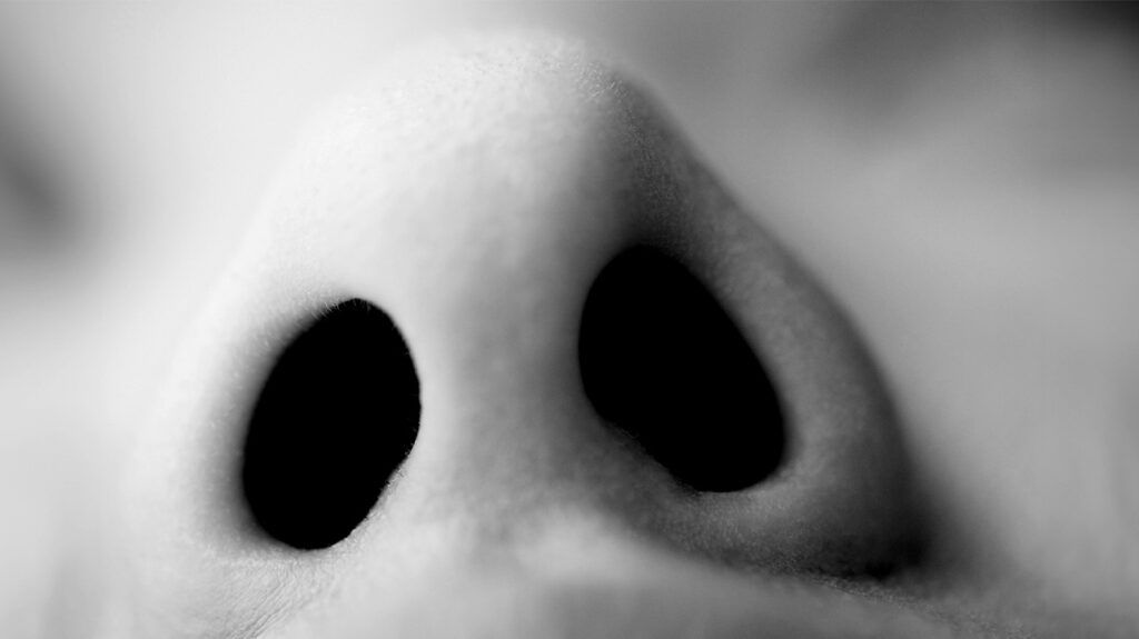 Black and white image looking up someone's nose