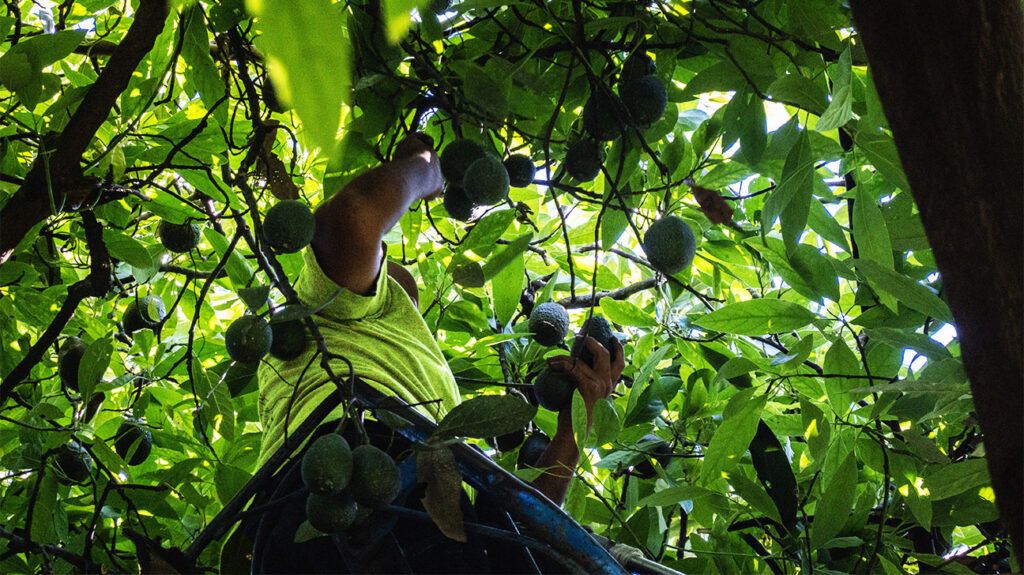 A worker picks avocados, a source of vegetable fats, from a tree during the harvest.