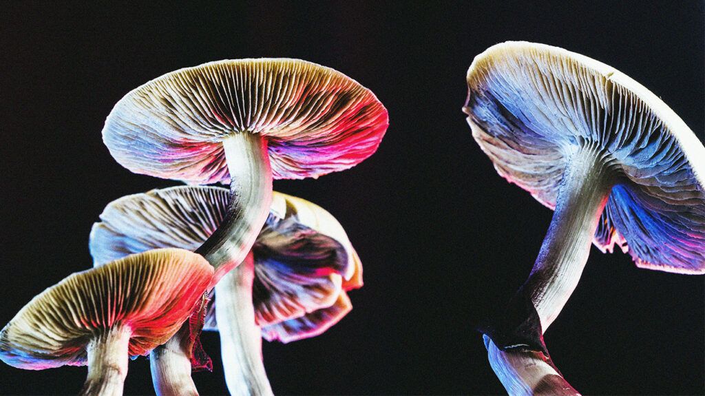 Melancholy: Prime-dose psilocybin could also be as efficient as escilatopram