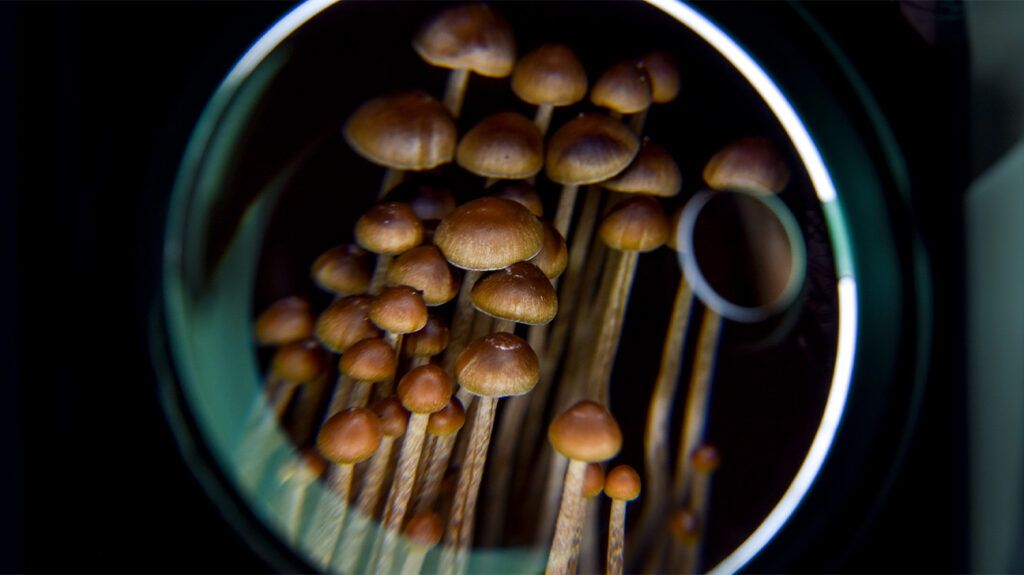 Psilocybin mushrooms under magnifying glass