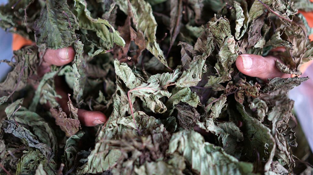 Is kratom addictive, and can people experience withdrawal? Is kratom addictive, and can people experience withdrawal?