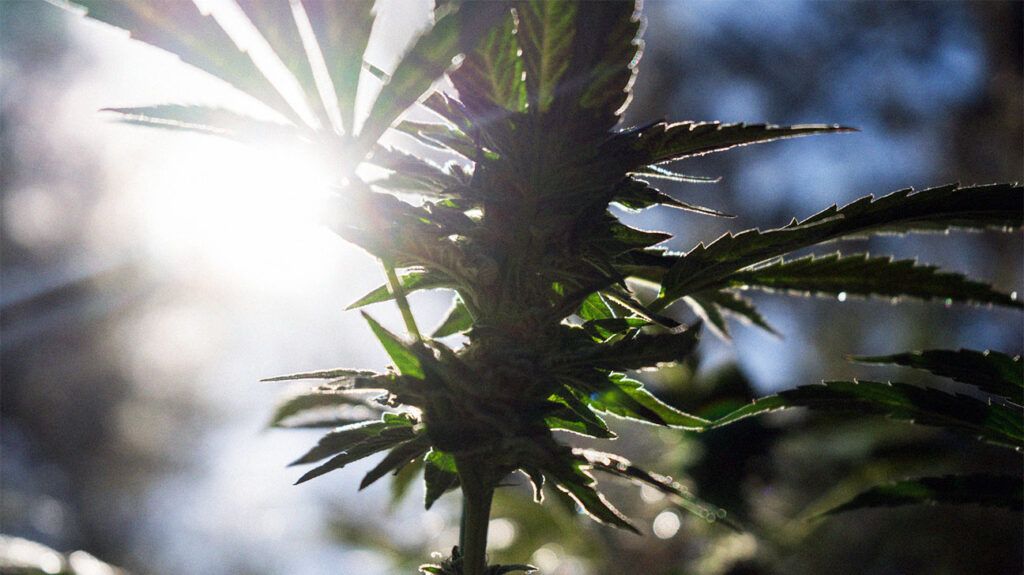 The cannabis plant in sunlight