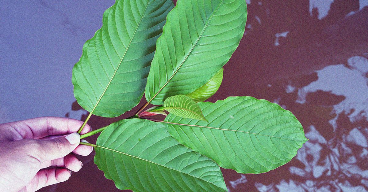 plant lego LEGO - 11504 | Botanicals