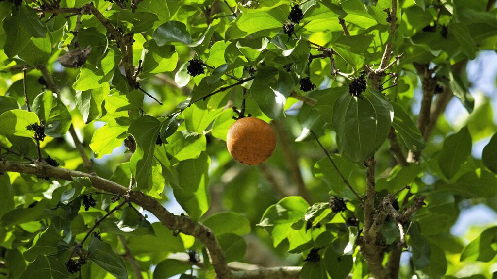 A nux vomica fruit on a tree 1