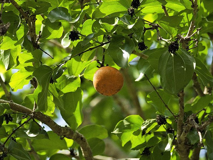 Artemisinin and cancer: Does this treatment work?