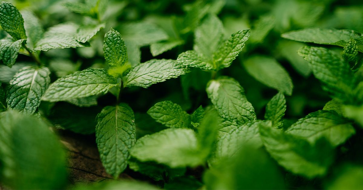 What are the health benefits of