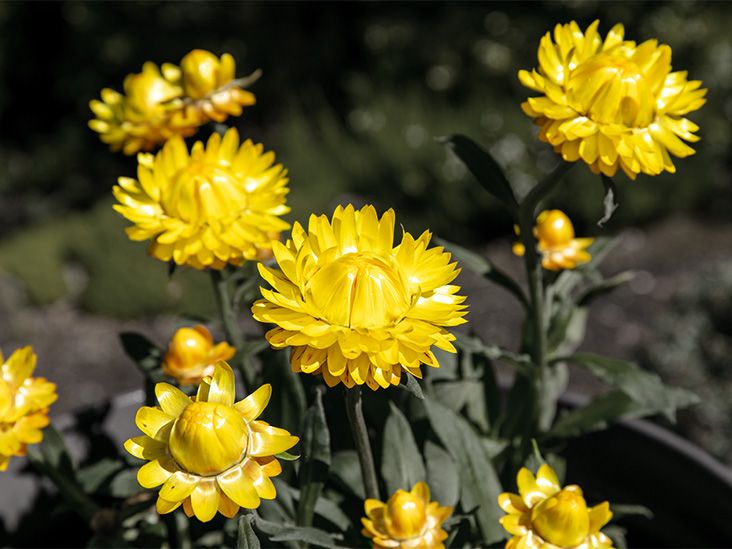 Helichrysum Flowers Helichrysum Flowers