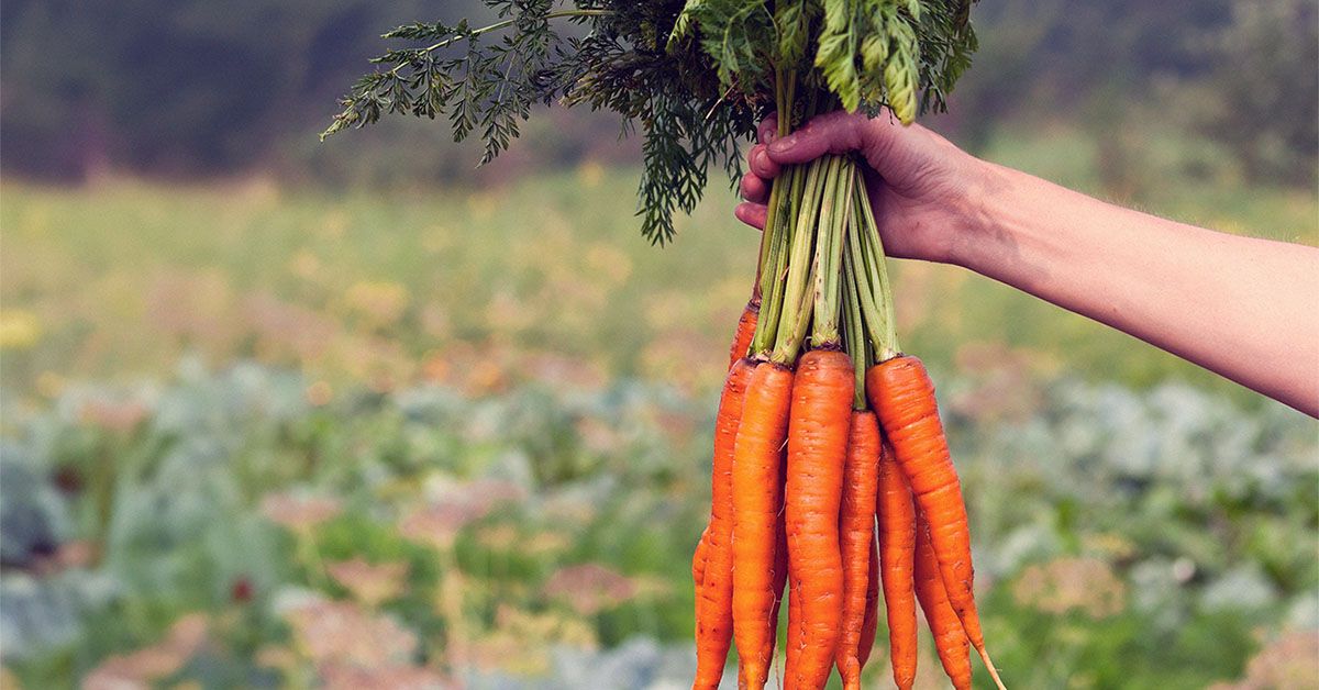 Beta carotene and lung cancer risk: What to know