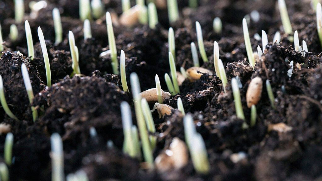 Sprouting wheat seeds, which is related to an ancient method of testing for pregnancy.