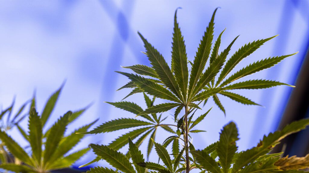 Cannabis plant leaves against a blue background.-1