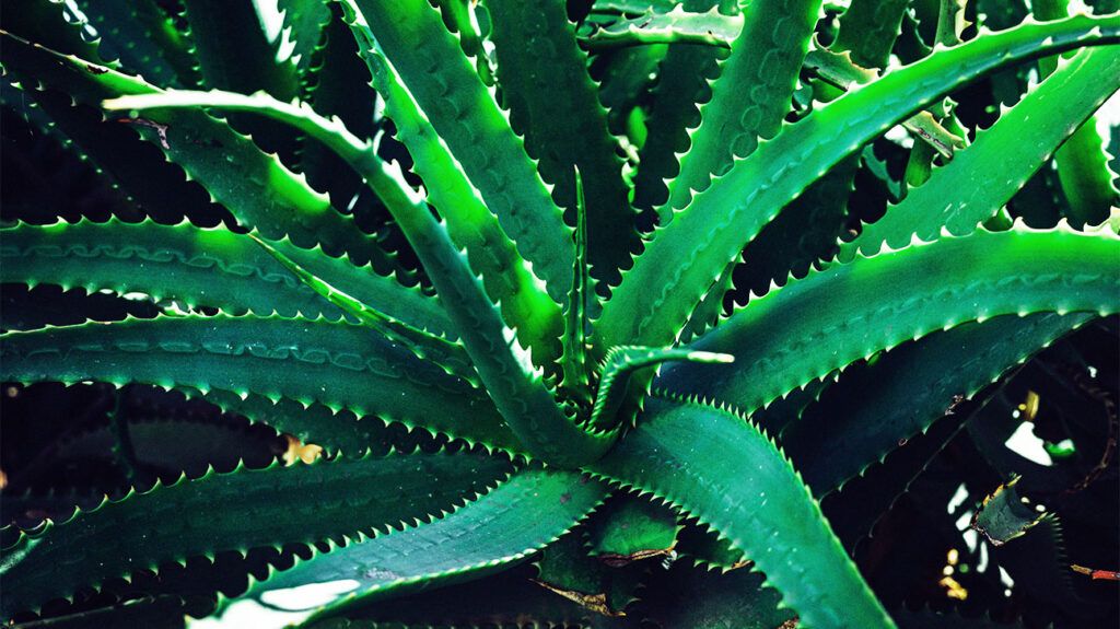 benefits of eating raw aloe vera