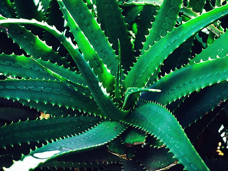 Aloe Vera Fro