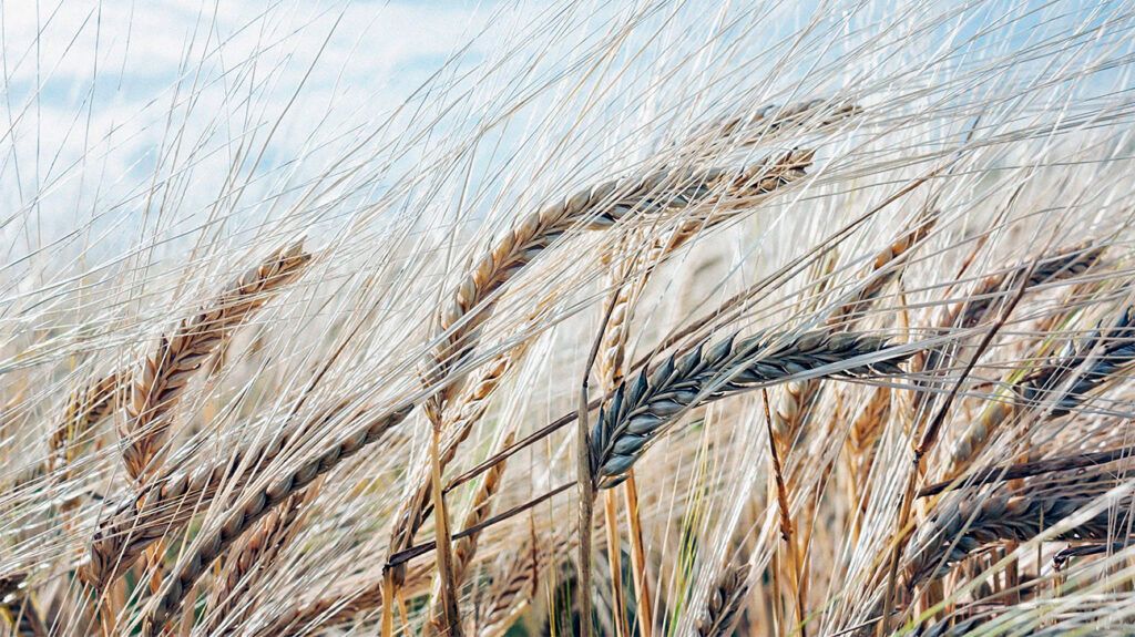 A barley field.