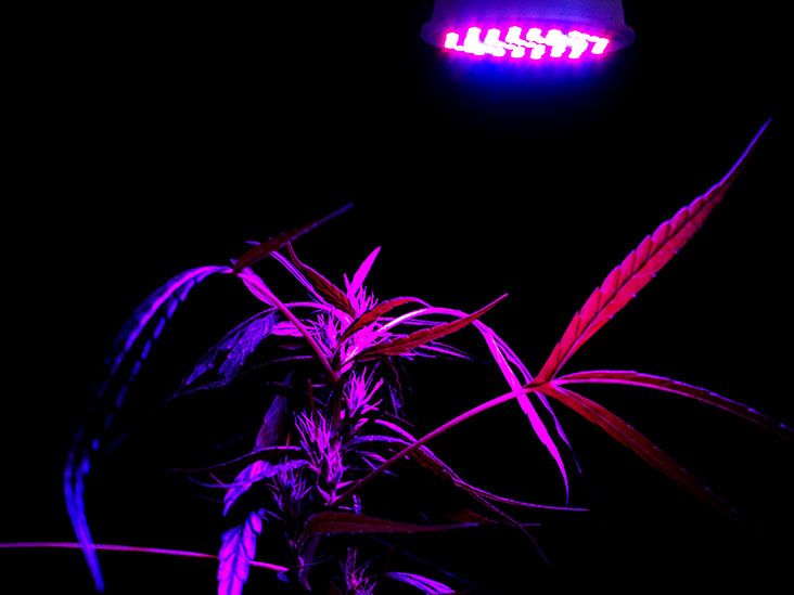 Heavy cannabis use could increase dementia risk by 72%