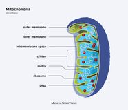 Mitochondria Cell Diagram Animal Cell Diagram Organelles And