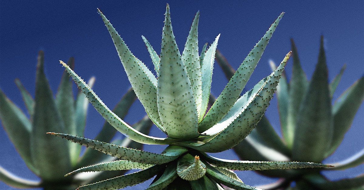 aloe vera gel für ultraschall NaturSense 12oz - 99% Organic Aloe Vera Gel main image 1