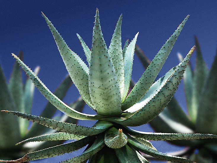 lakewood aloe vera juice Lakewood Organic Pure Aloe main image 0