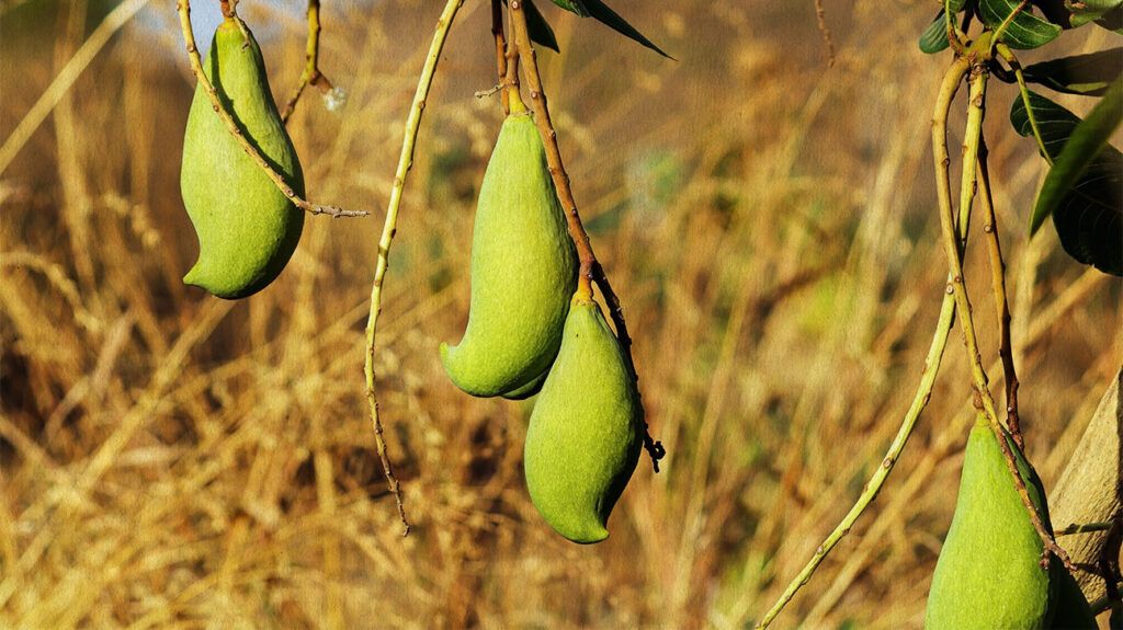 green mangos hanging with dry grass in the background