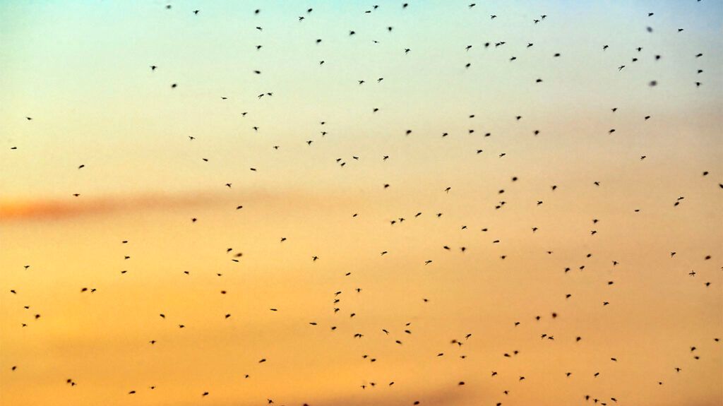 mosquito swarm