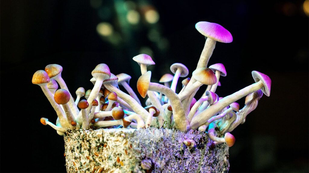 Could Psilocybin Be a New Hope for Treating IBS? Insights from Recent Research