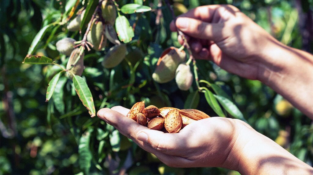 Hands picking almonds from a tree 1