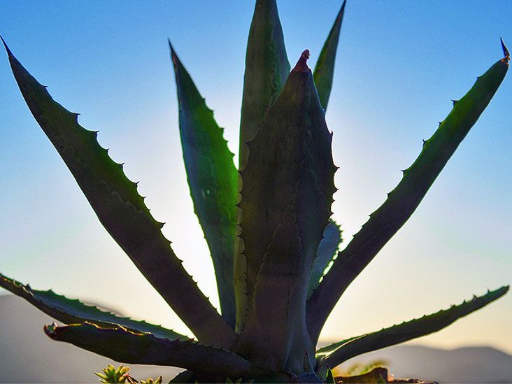Aloe vera for psoriasis: Benefits and how to use it