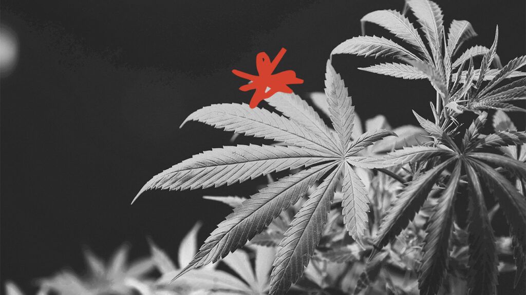 A cannabis leaf. -2