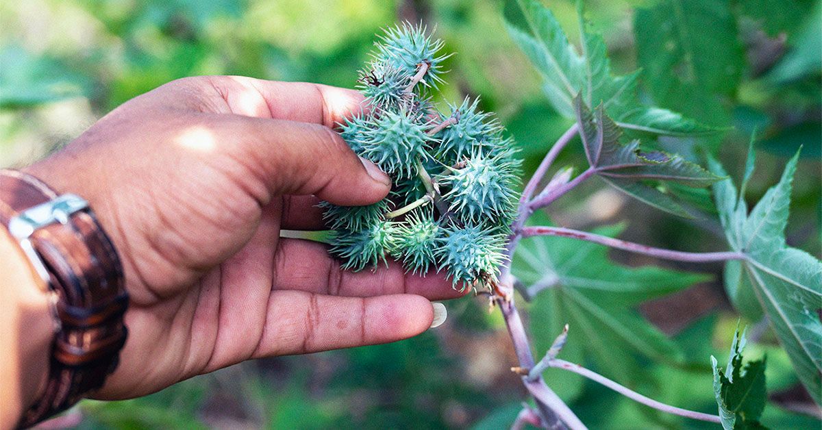 Castor oil and constipation: Uses, doses, and cautions