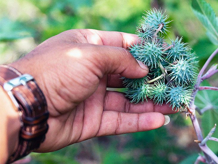 Does castor oil help constipation?