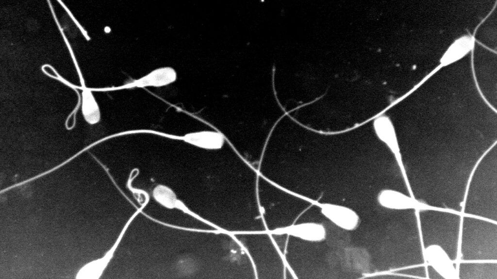 Big Black Titan pornosini onlayn tomosha qiling