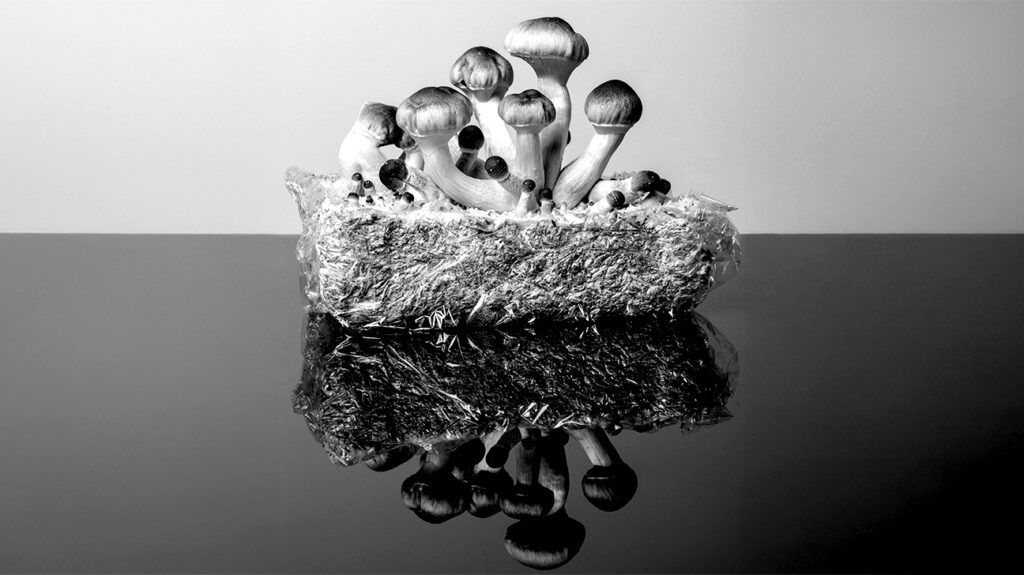 Do ‘shrooms’ have anti-aging results?